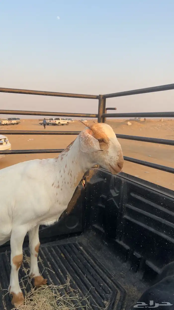 للبيع جفره بيشيه 2