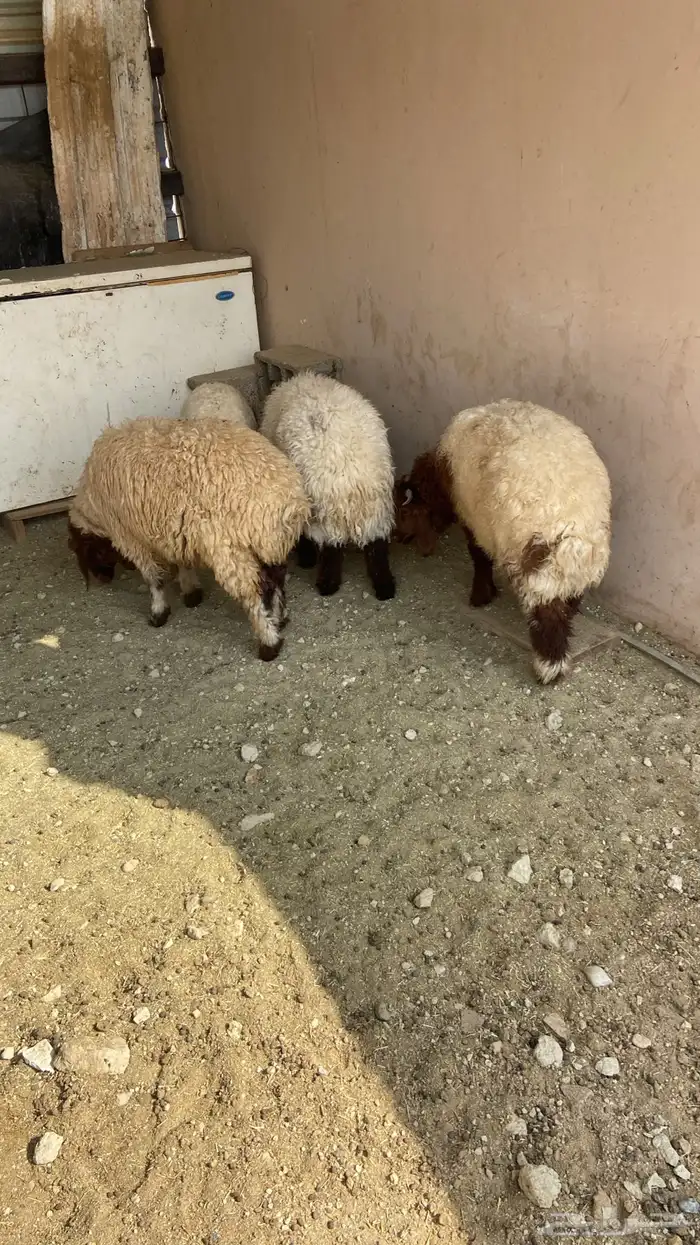 خروفين ورخلتين 1