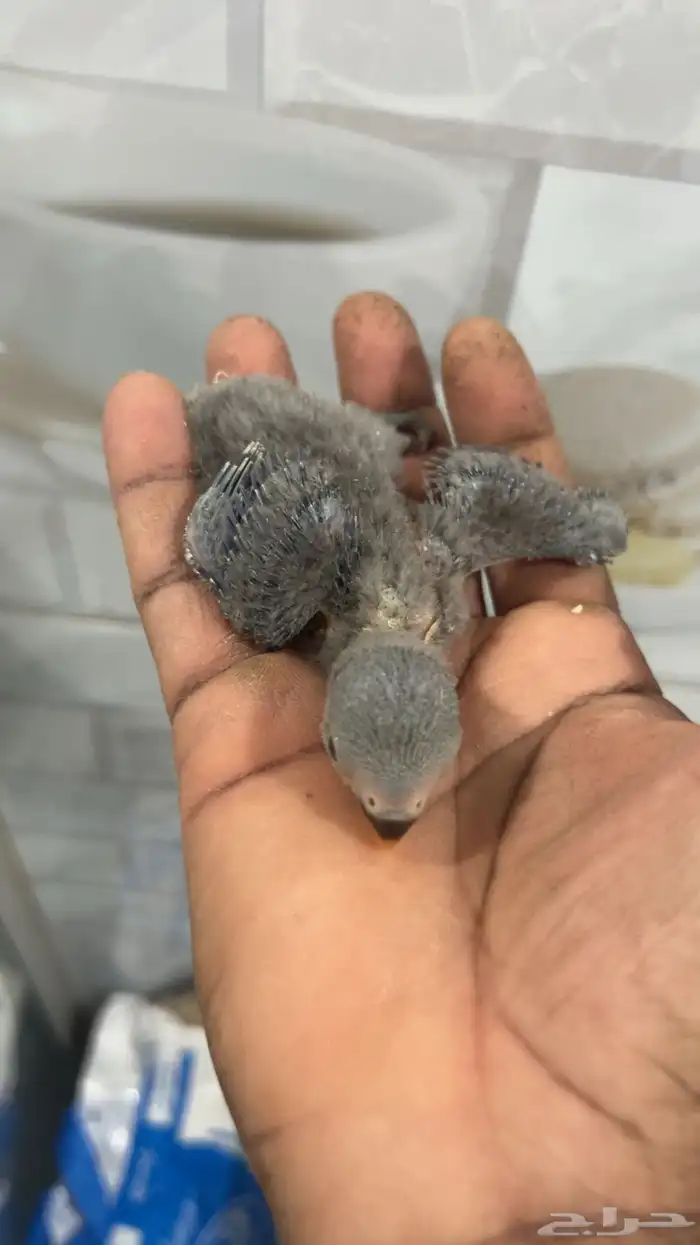 فروخ روز غر من انتاجي 1