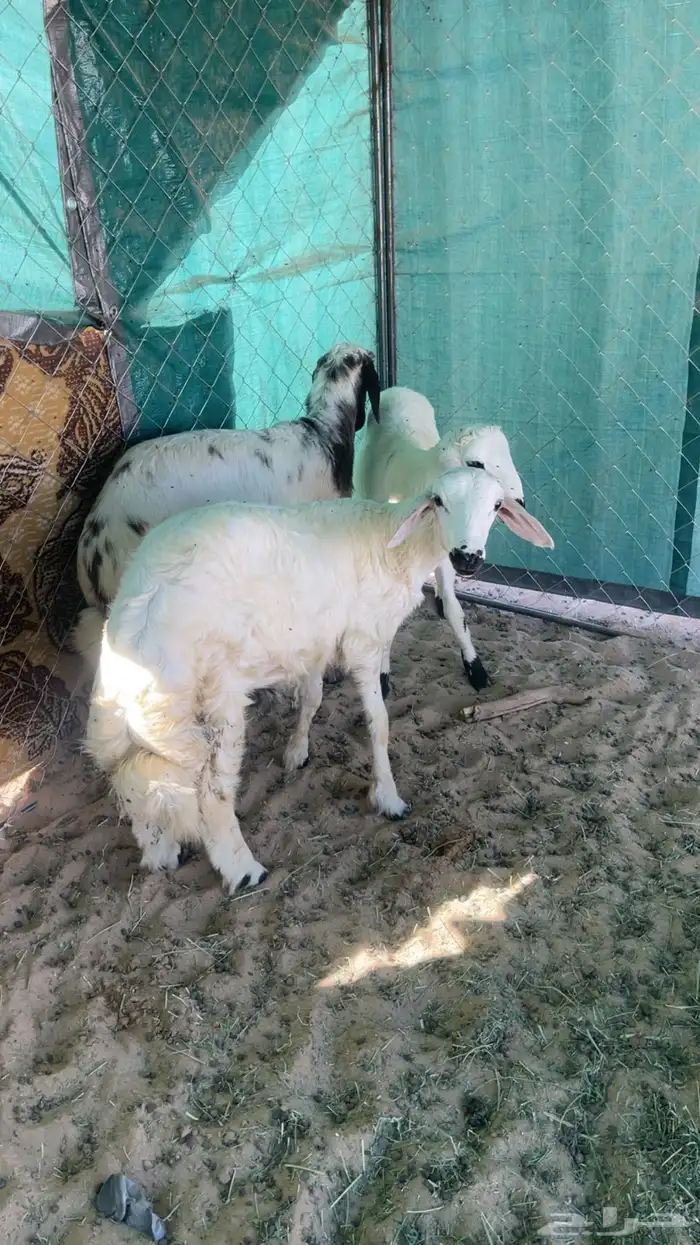 ثلاثه خرفان بلديه زبده 5