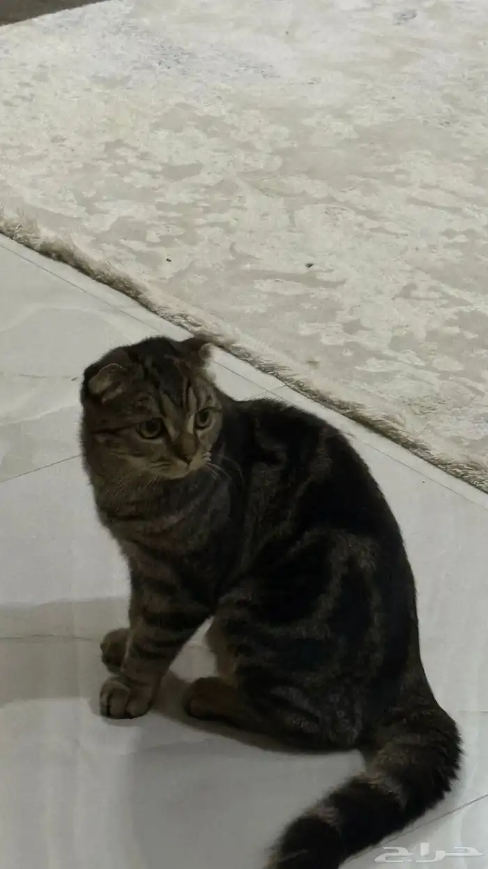 قط للبدل بانثى النوع سكوتش فولد شورت هير تايقر 1