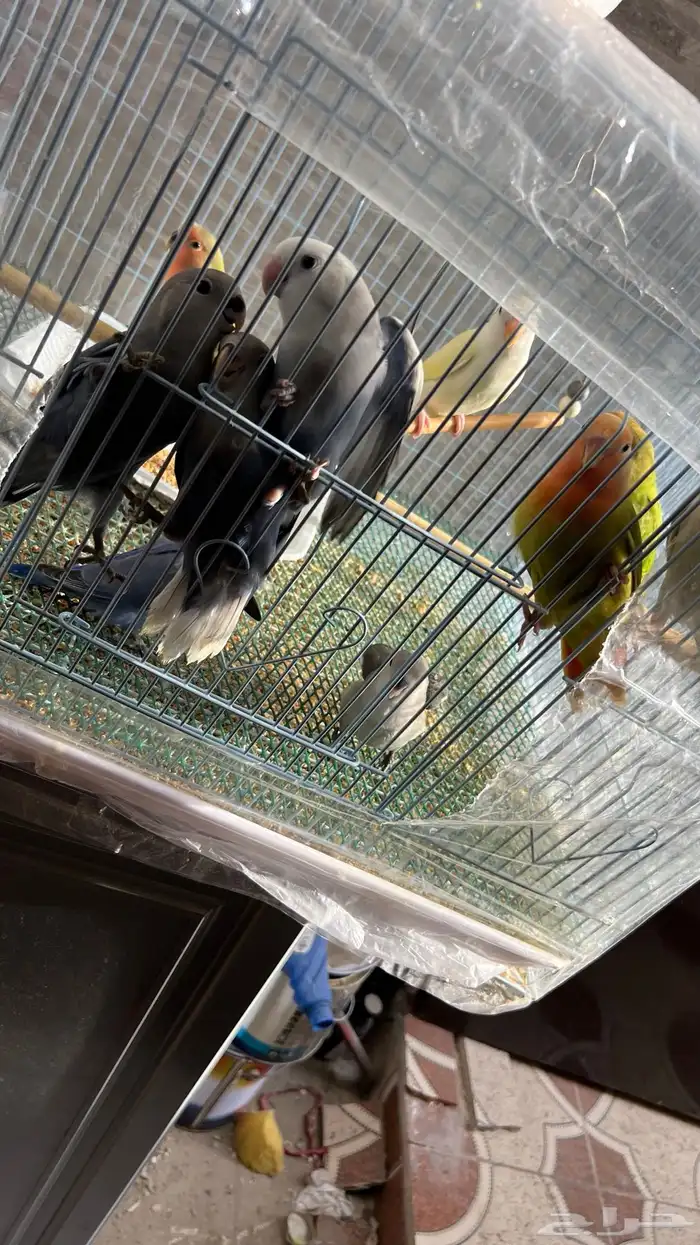 طيور روز اليفه جمله 200 تفريد 150 0