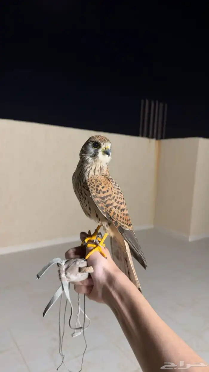 شبوط او باشق او عوسق 0