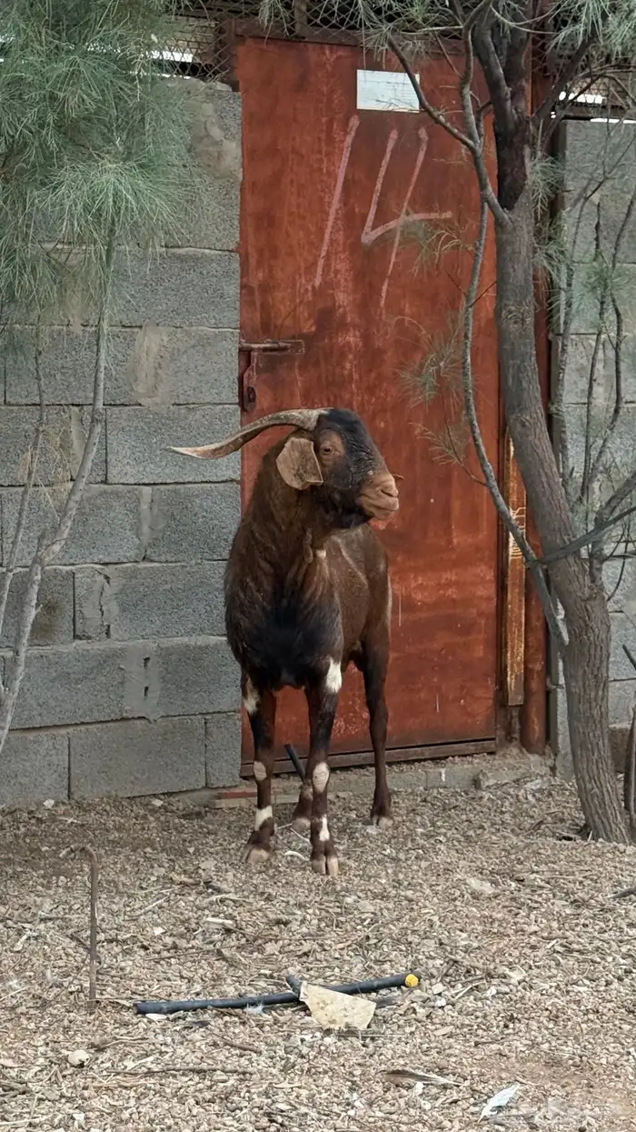 تيس فاخر للبيع 3