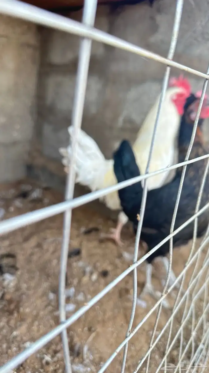 طقمين دجاج 0