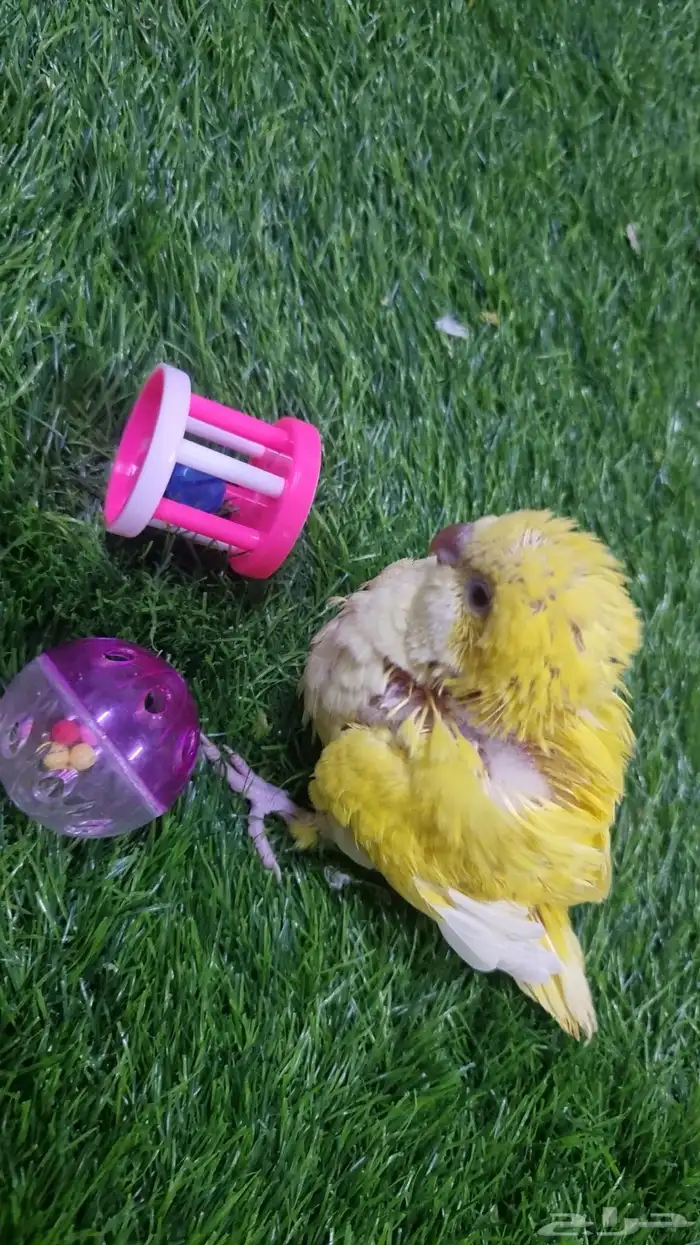 كويكر لاتينو اليف جدا وحجم سوبر جامبو انتاج محلي 5