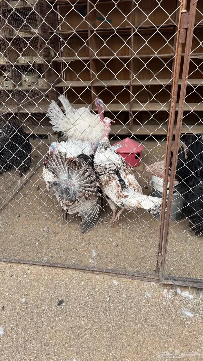 للبيع ديكة رومي 2