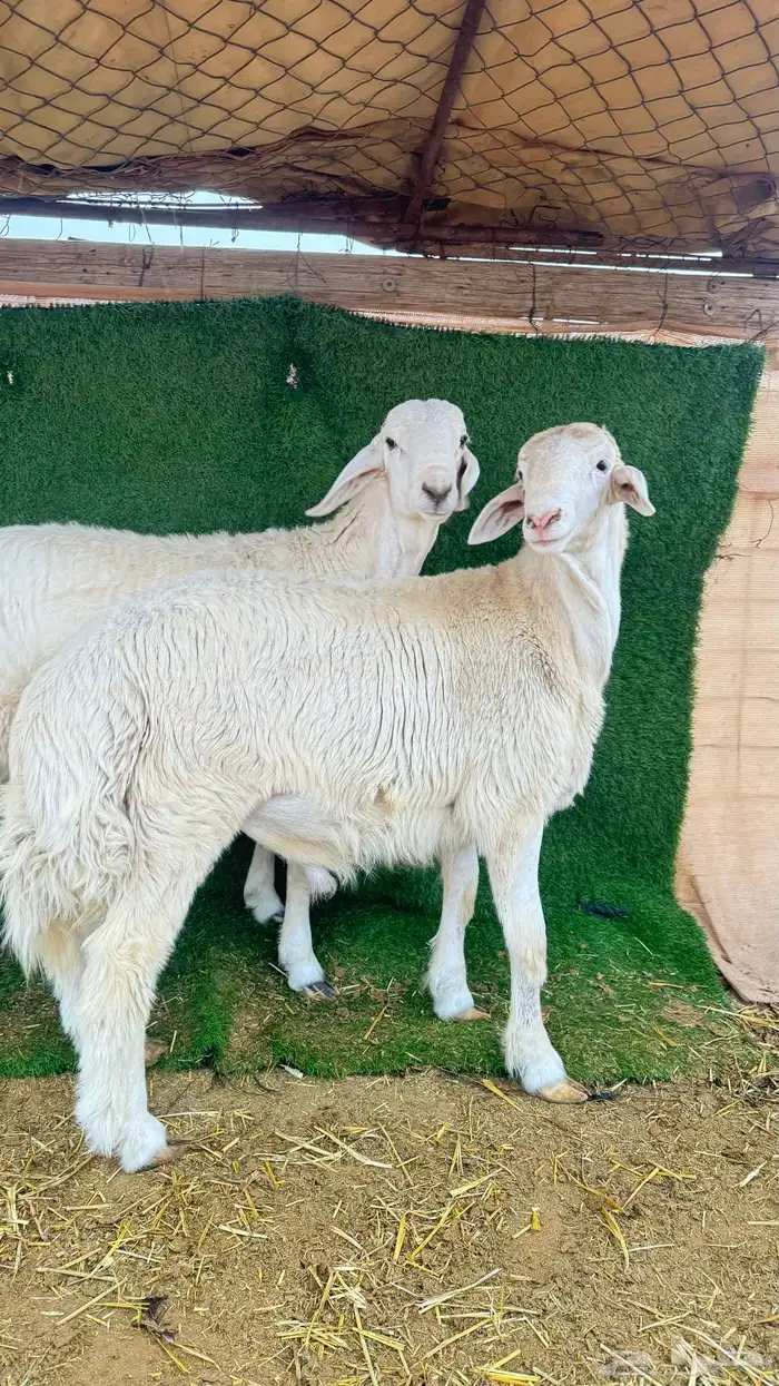 مشاريع فحول فحل حري 3