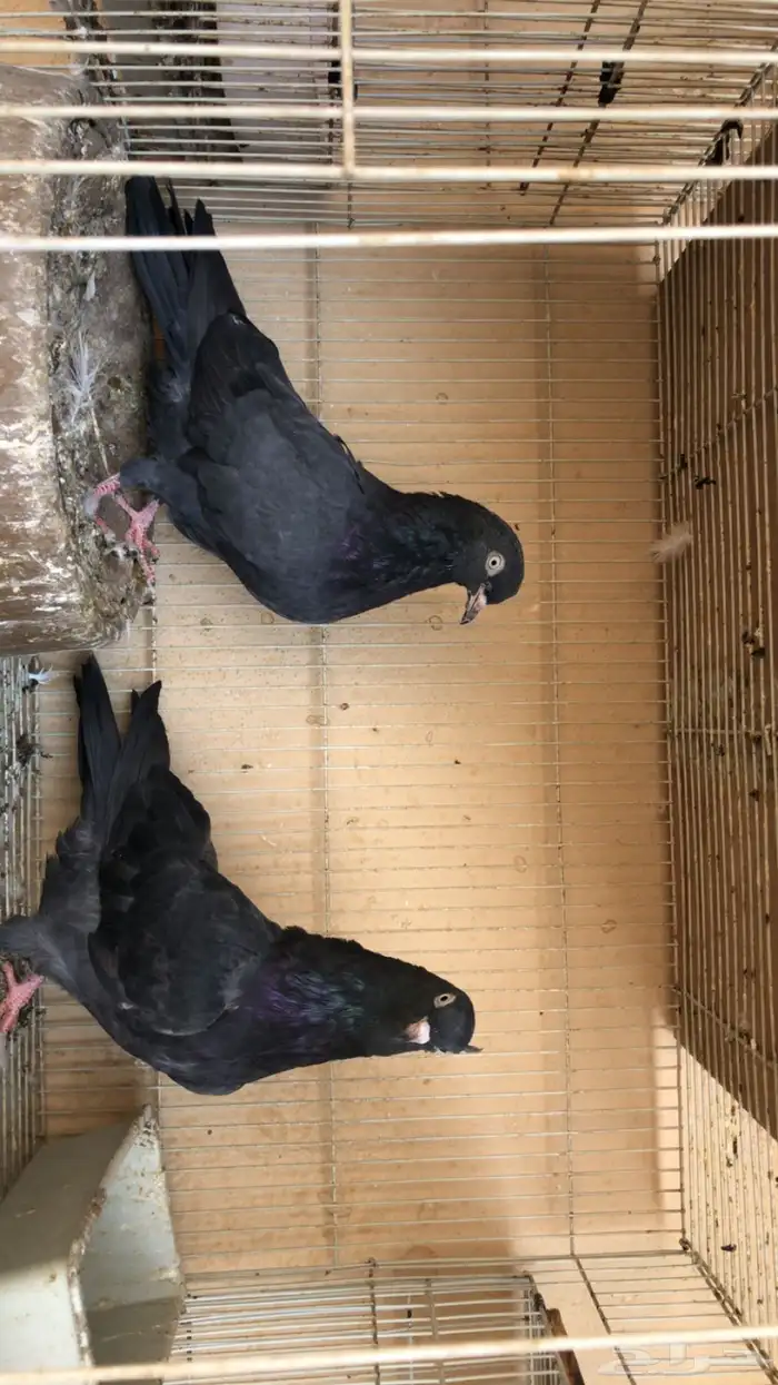 حمام باكستاني 3