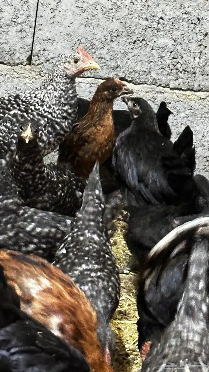 دجاج بلدي للبيع 5