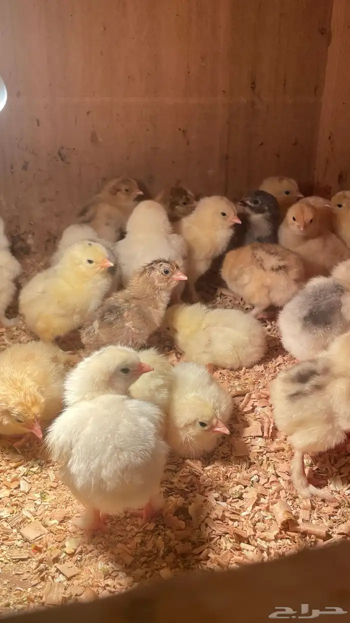 للبيع صيصان براهما 1