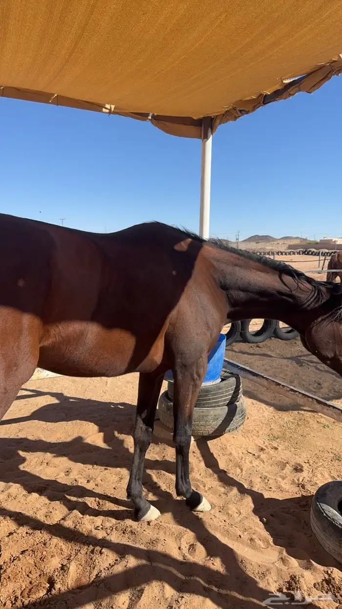 حصان انقليزي سبوق ماخذ الثاني بسباق عفيف معه جواز سفر 1