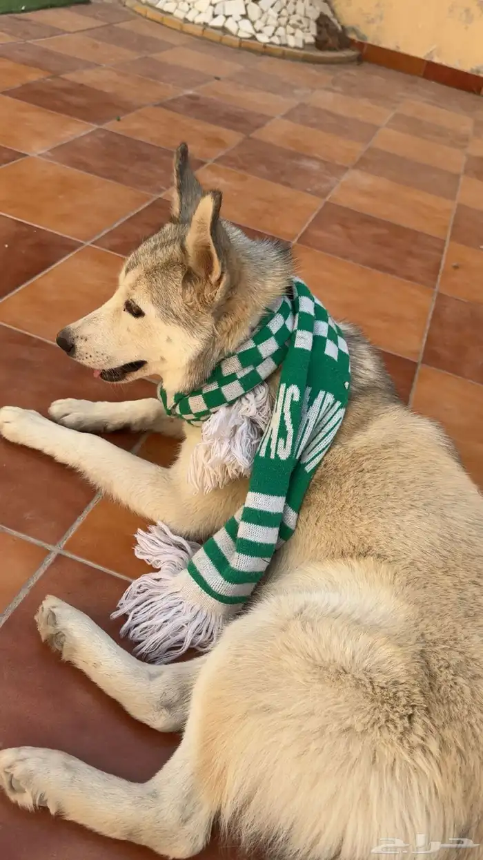 وهاسكي عمرها ثمنيه شهور واسماها لوكا والأنثى 4