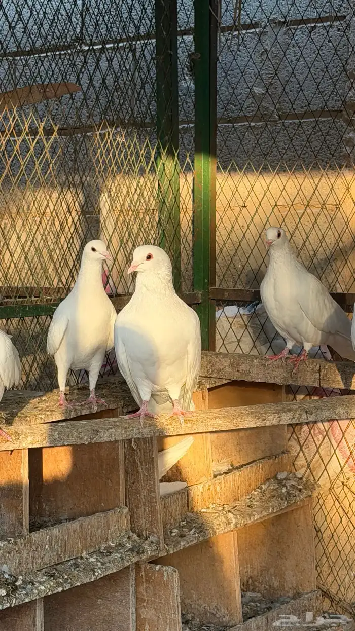 حمام لاحم فرنسي سوبر جامبو وجامبو 0