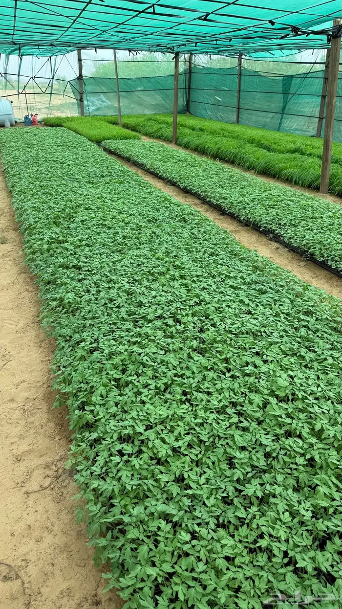 شتلات طماطم عرين و بونكام هجين 3