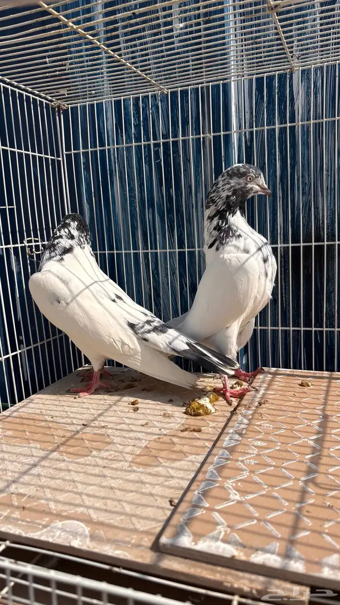 للبيع طبات تيدي جونسرة كوبرا فواخر 4