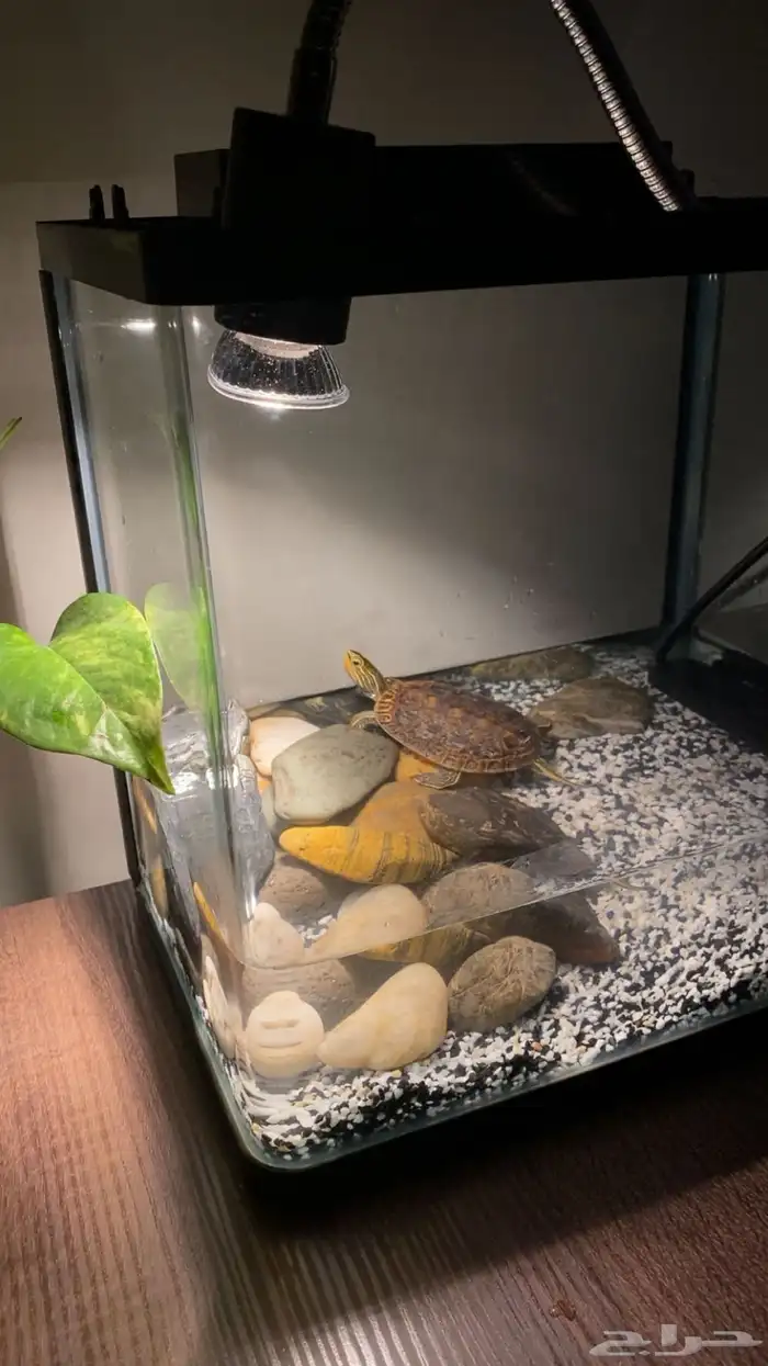 سلحفاة برمائيه بكامل اغراضها 1