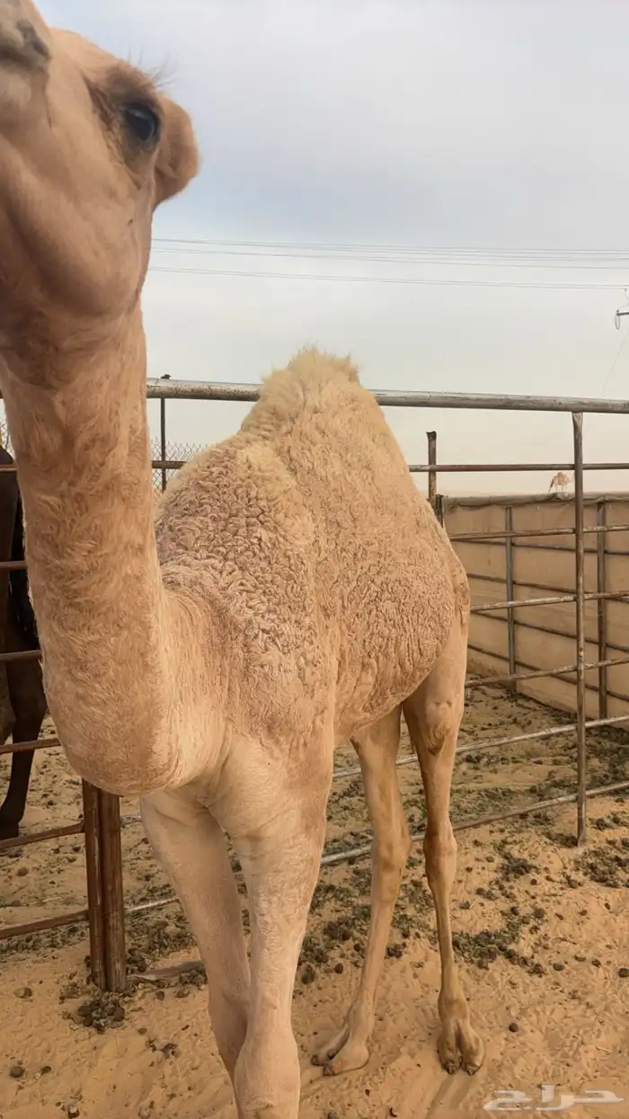 قعود فل للبيع 0