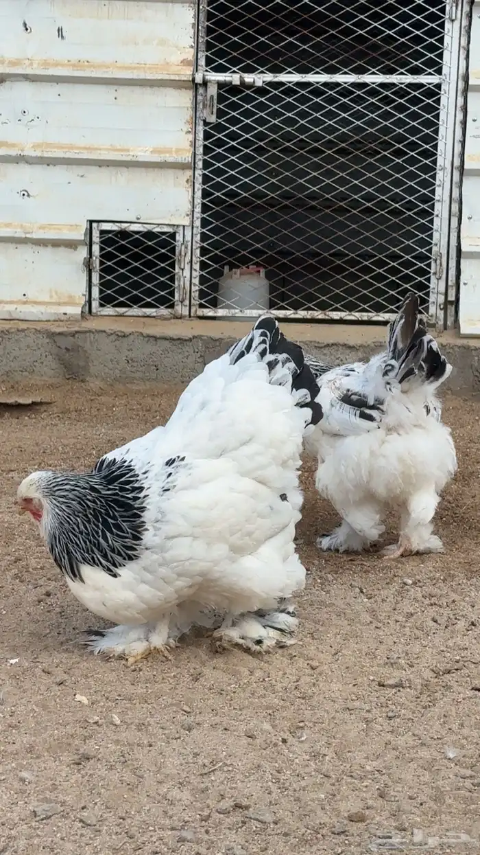 3 اطقم دجاج براهما للبيع 7