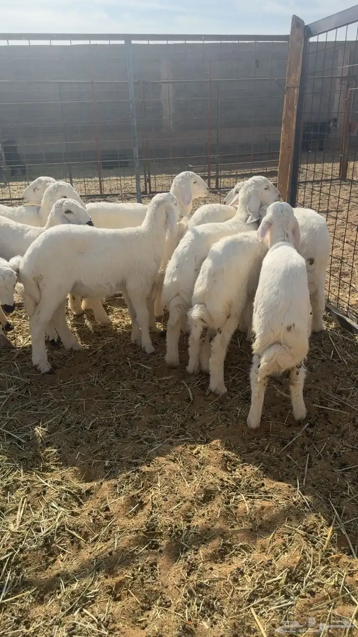 12 هرفي فاخر ومشروط . 1