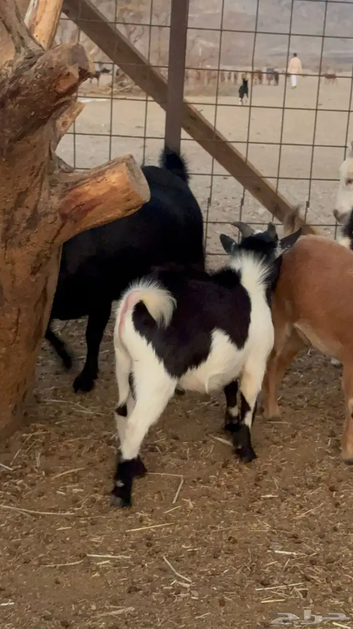 معزا قزم للبيع تفريد 3