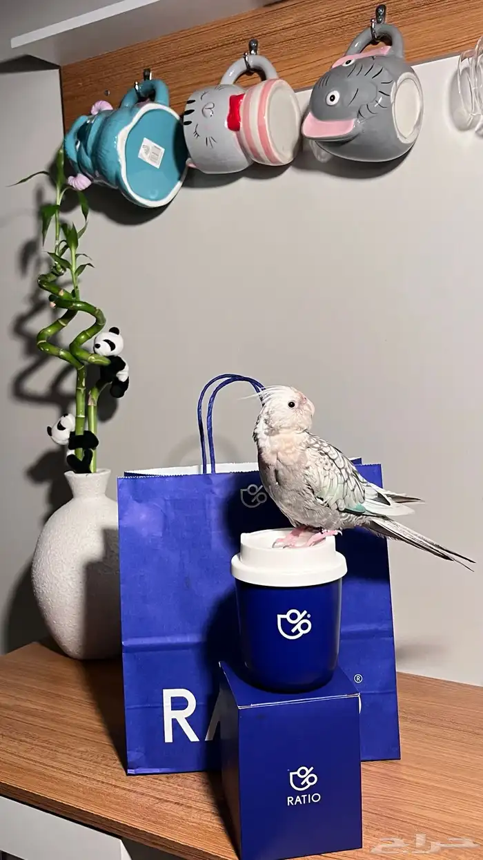 كروان انثى مفقوده الي يلقاه له مبلغ مالي 4