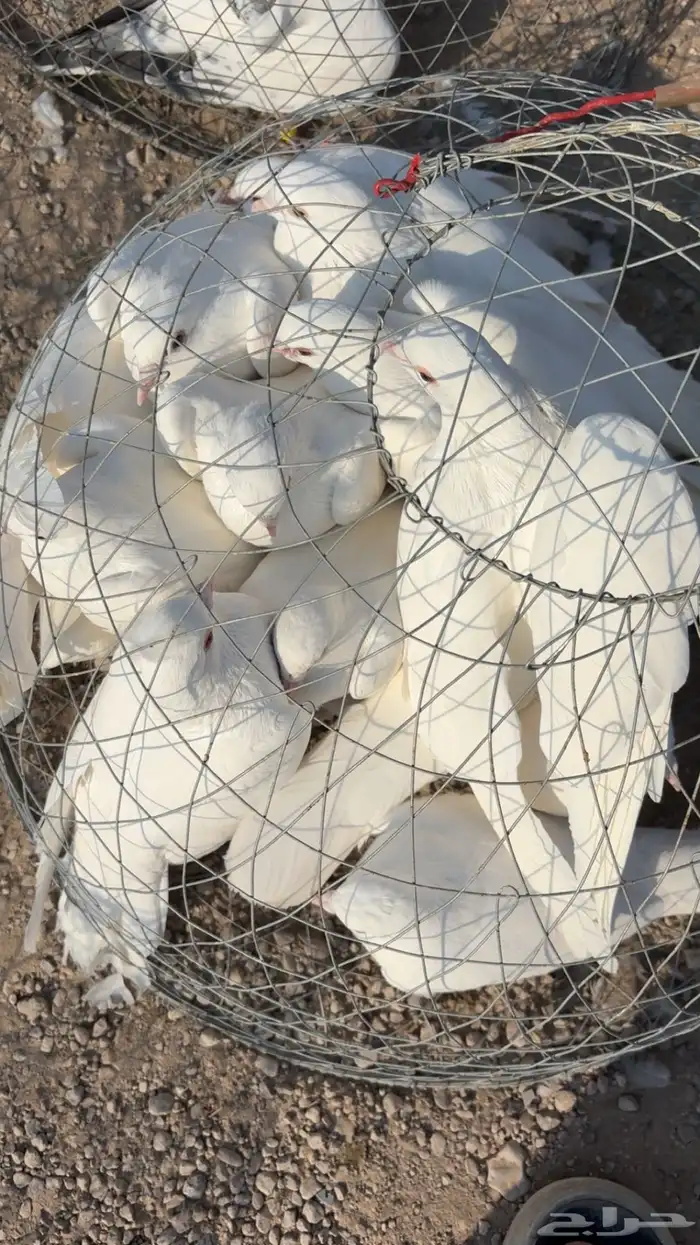 حمام فرنسي لاحم 0