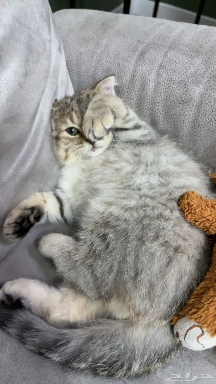 كيتن سكوتش فولد للبيع 9