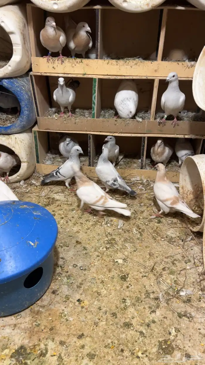 حمام زاجل ايس وكريمي 0