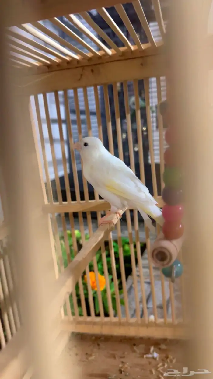 كناري ذكر ابيض جاهز 3