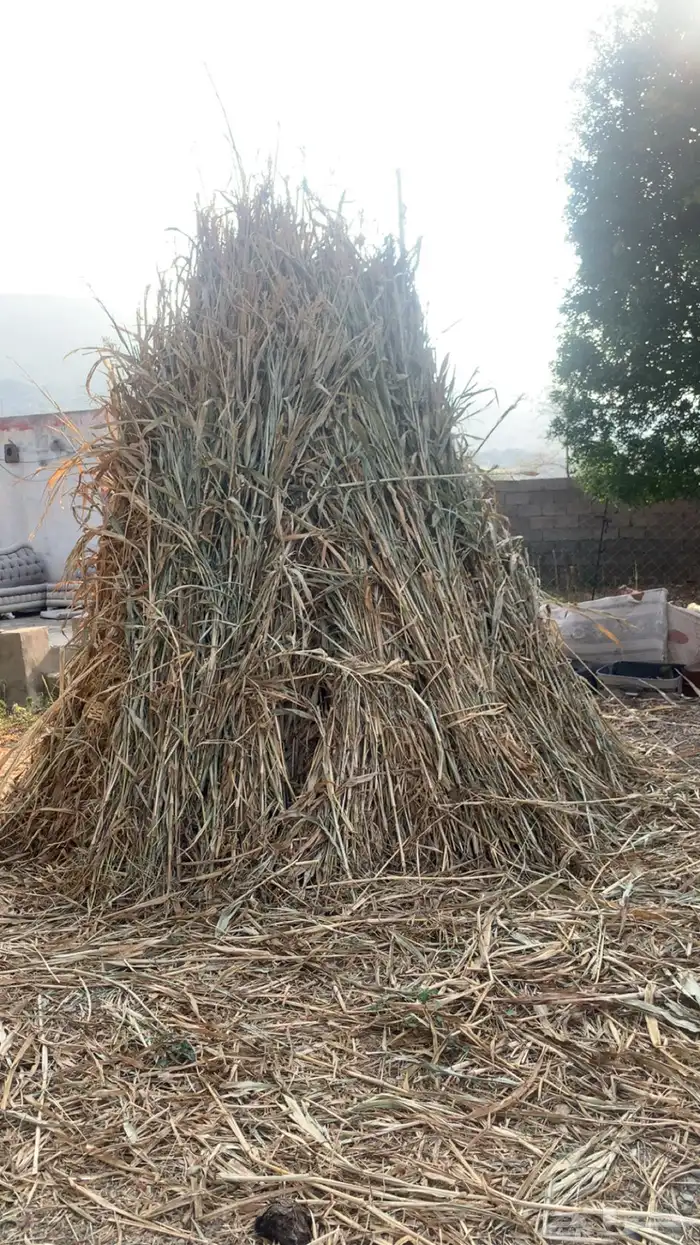 قصب للبيع تية دارس 0