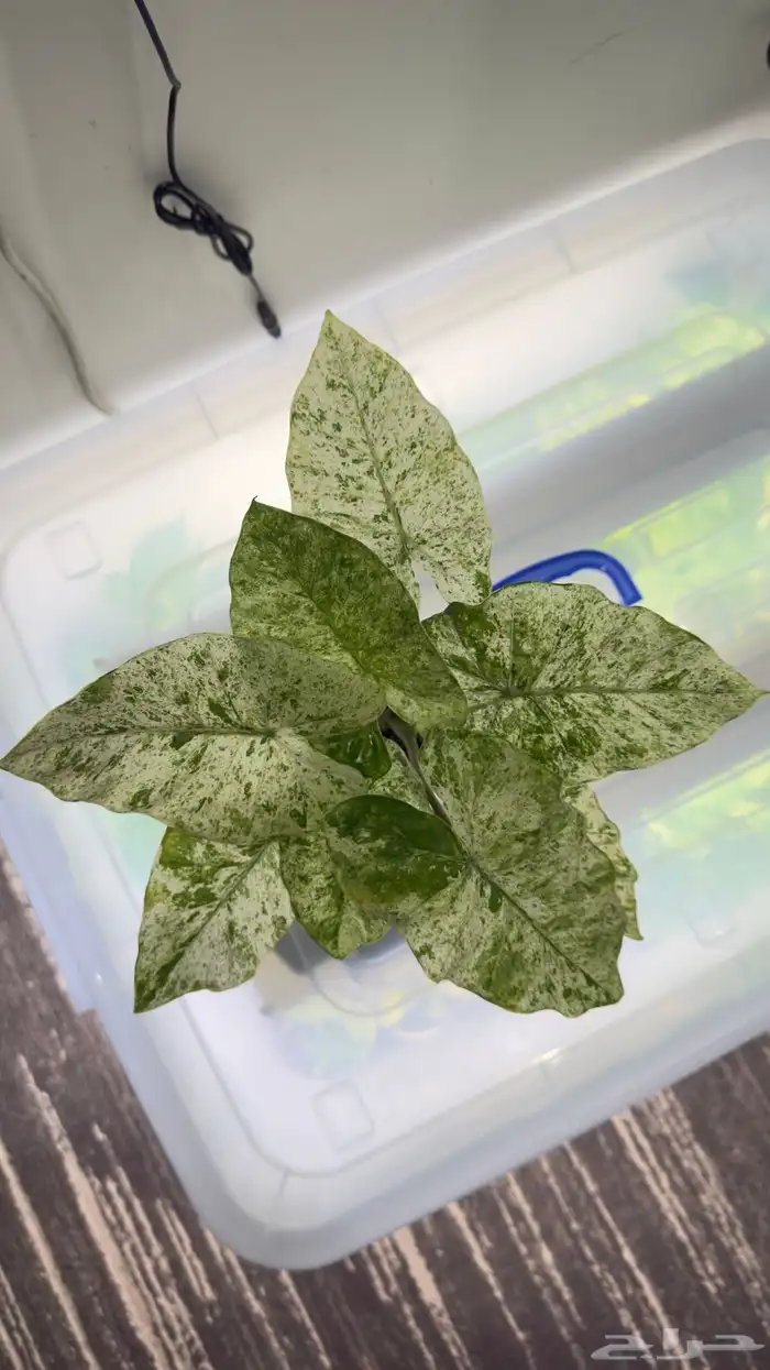 الوكاسيا كاموفلاج 1