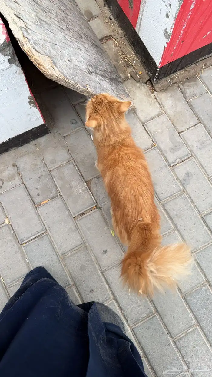 انقاذ قط في الوشم حي المربع 4