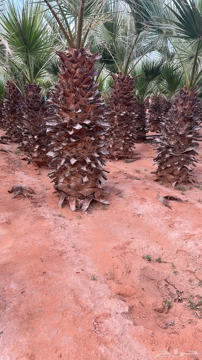 نخل وشنطونى للبيع 1