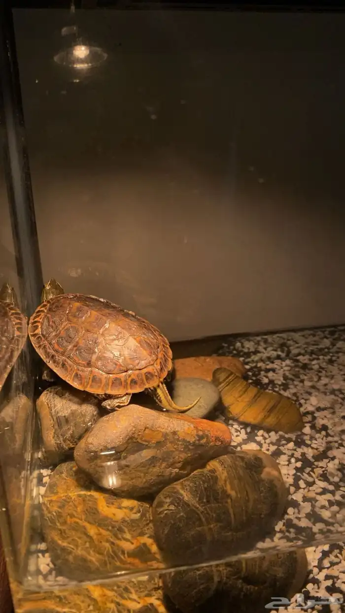 سلحفاة برمائيه بكامل اغراضها 0