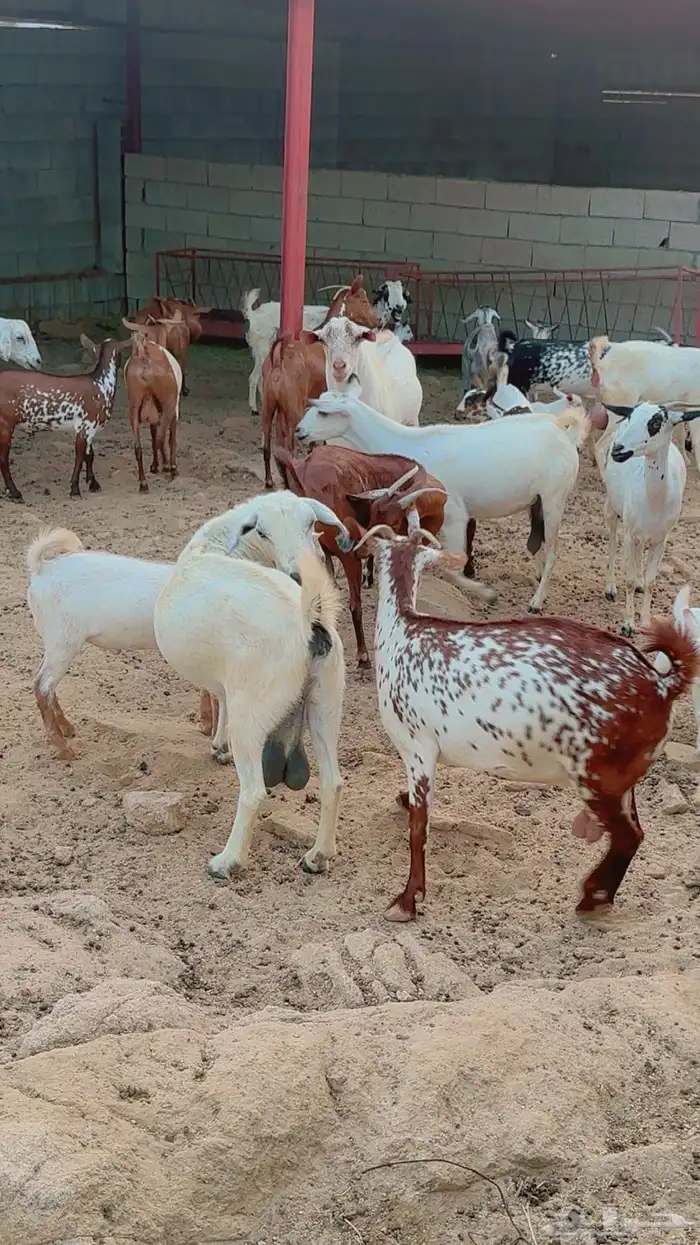 ماعز جنوبي نوع فاخر للبيع 4