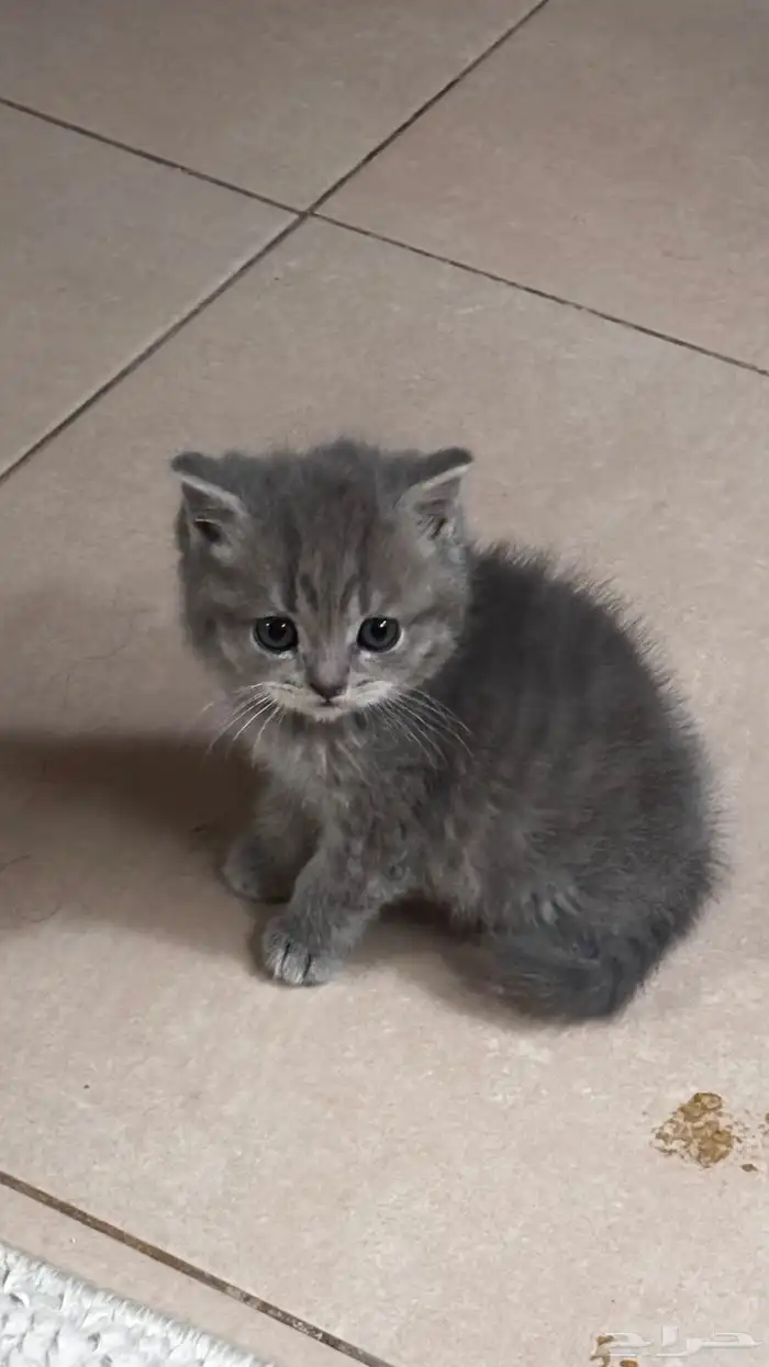 قط سكوتش فولد 0