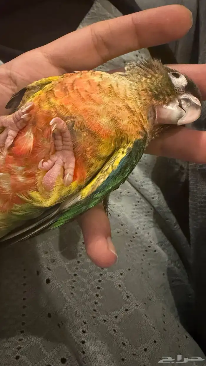 كنيور يلو سايد 0