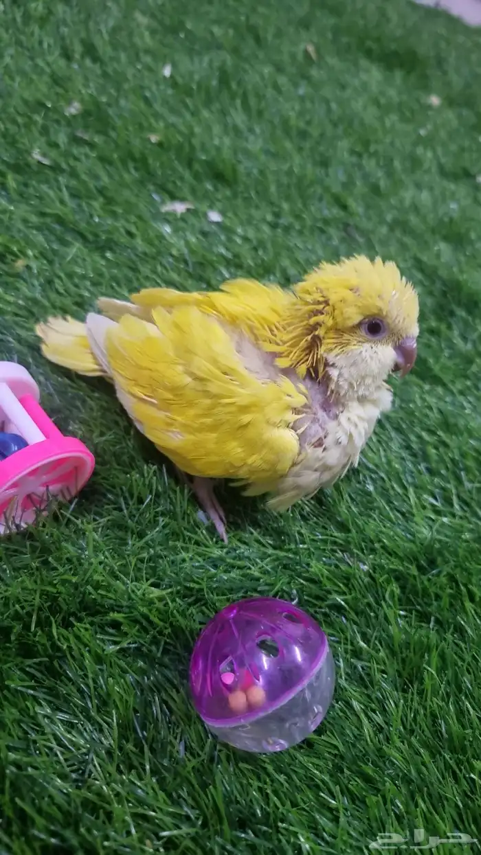 كويكر لاتينو اليف جدا وحجم سوبر جامبو انتاج محلي 4