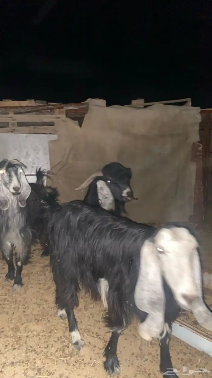 غنم للبيع 2