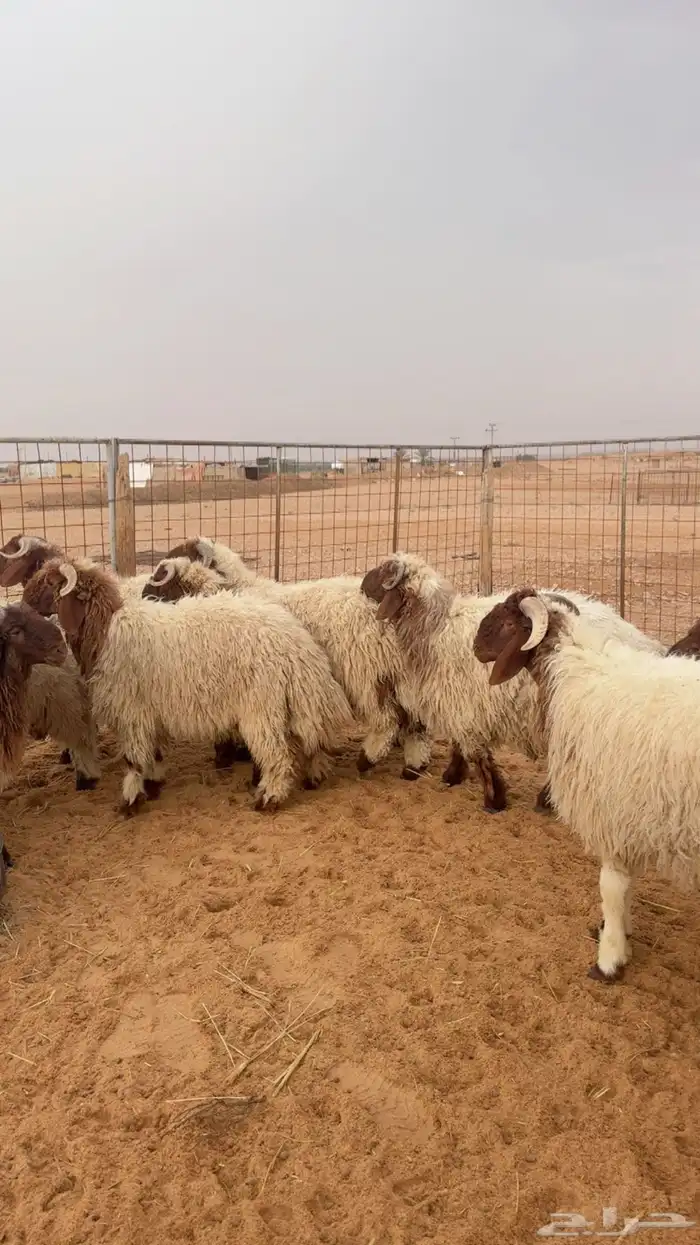 خرفان نعيم جبرة ( بريدة) العدد 24 3