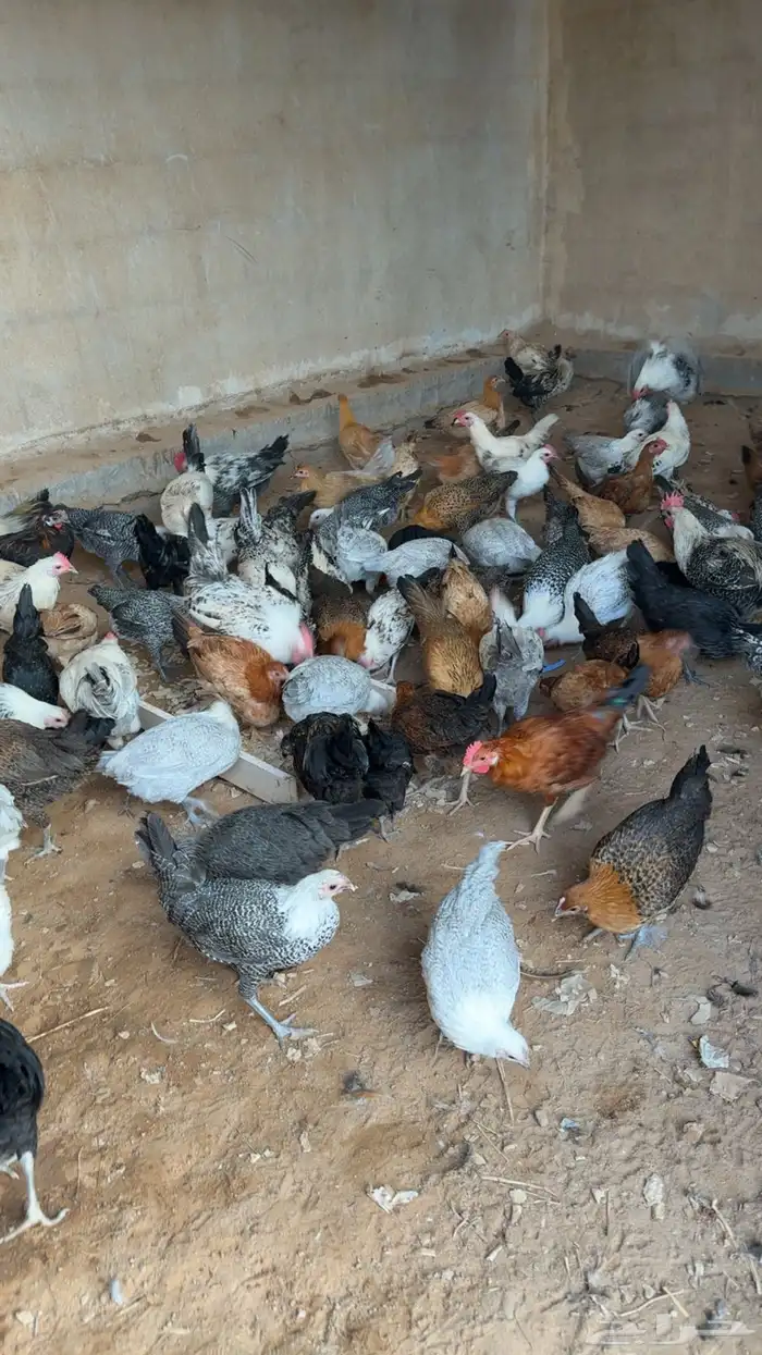 للبيع دجاج 2