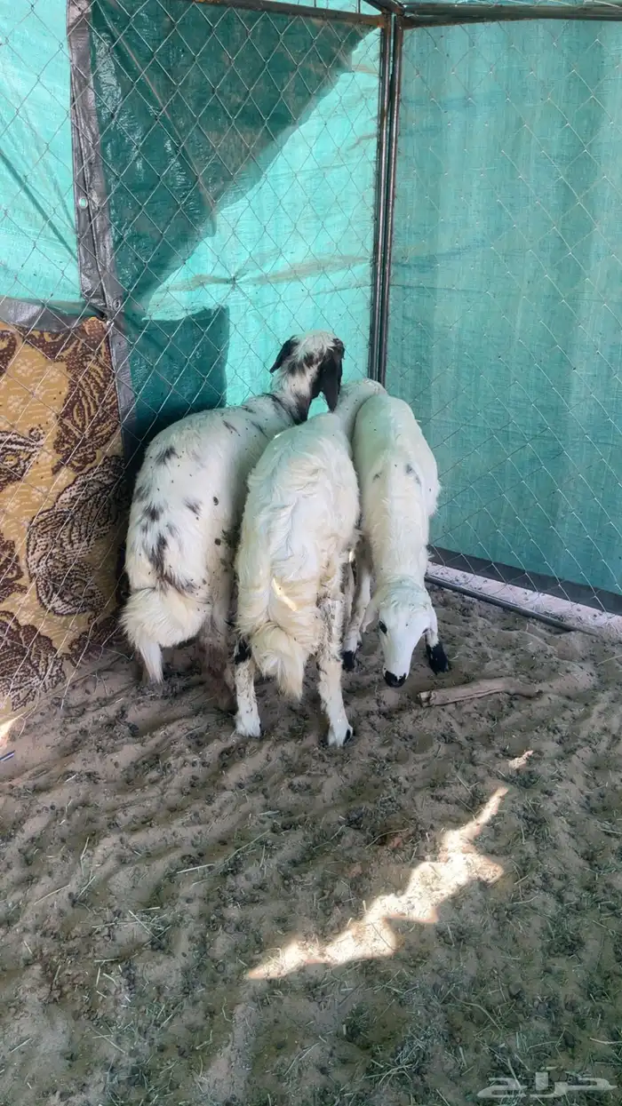 ثلاثه خرفان بلديه زبده 2