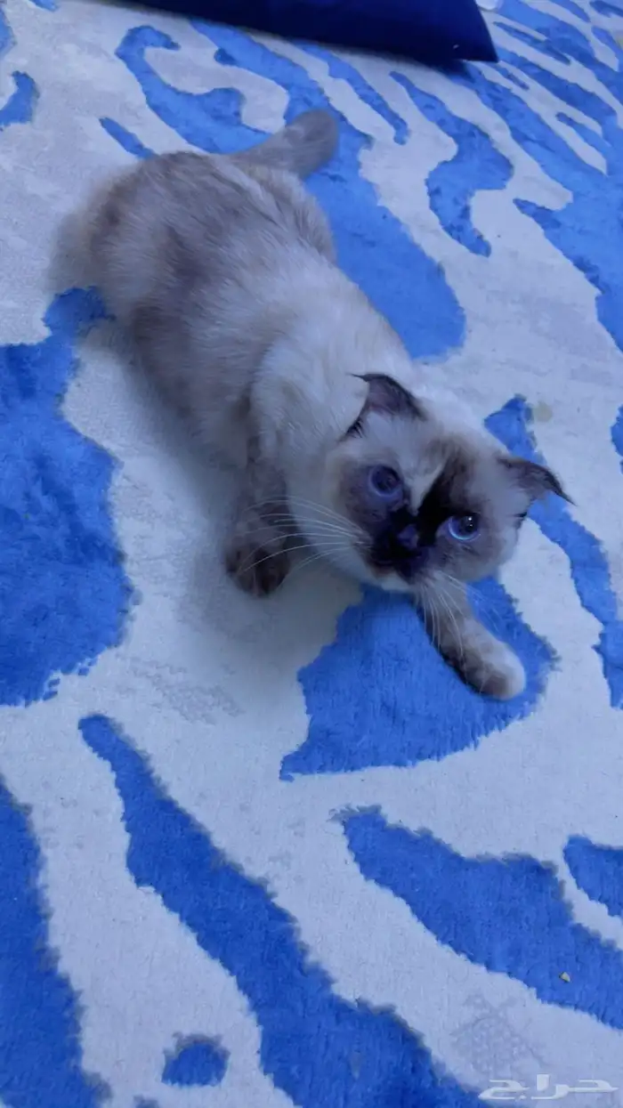 للتبني هملايا شورت هير 1