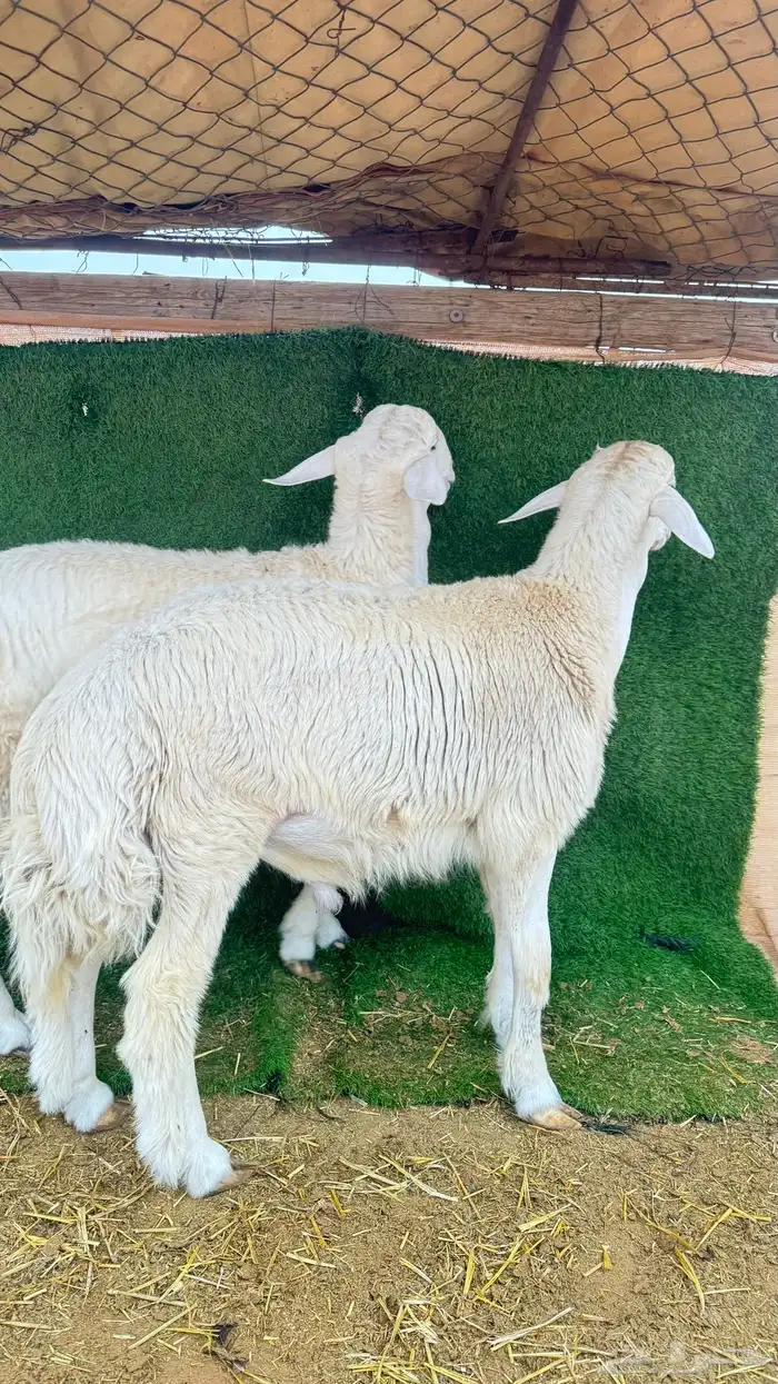 مشاريع فحول فحل حري 4