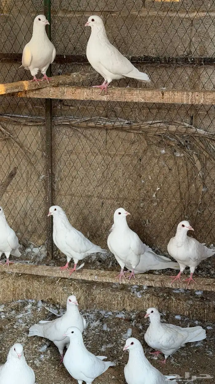 حمام لاحم فرنسي سوبر جامبو وجامبو 2