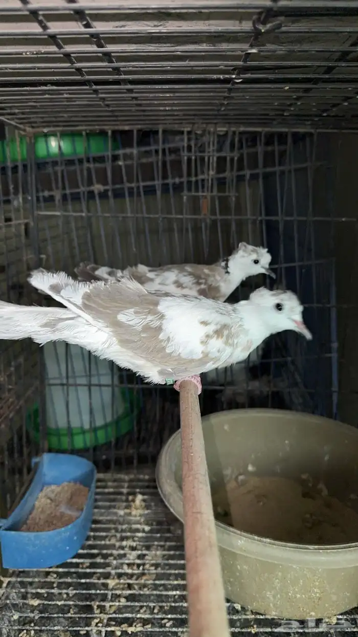 اجواز ياكريم دبل كرست 2