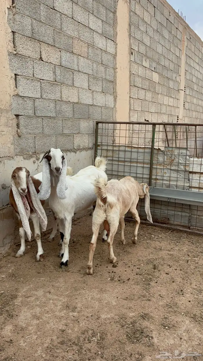 معزاء مشاريك 2