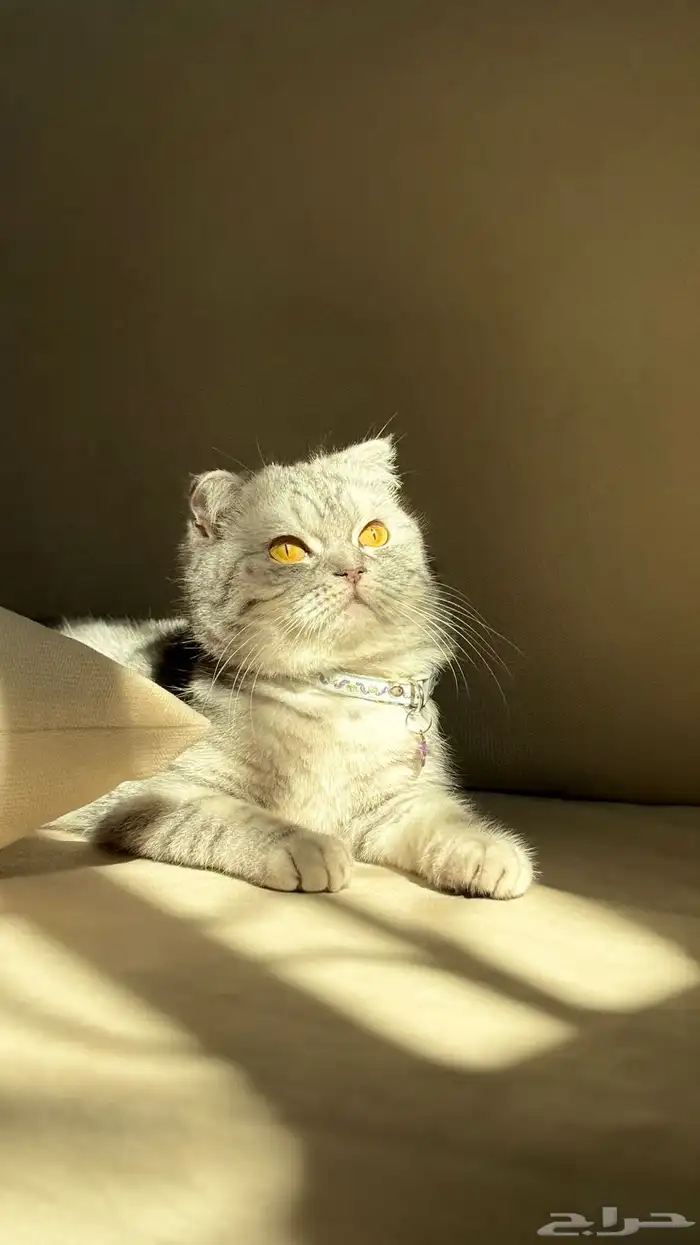 قطوه سكوتش فولد للبيع 6