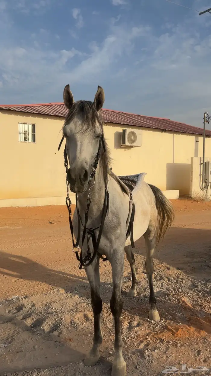 حصان شعبي جمرره للبيع 5